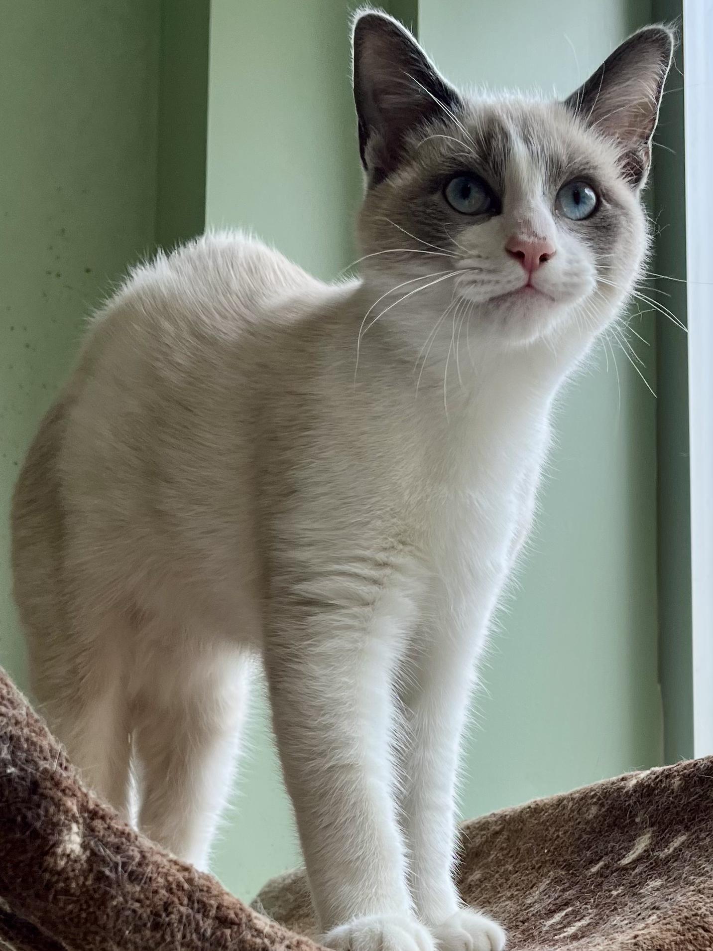 Enlarge Enoki, a Adoptable mixed breed in Snellville, GA image 6/6
