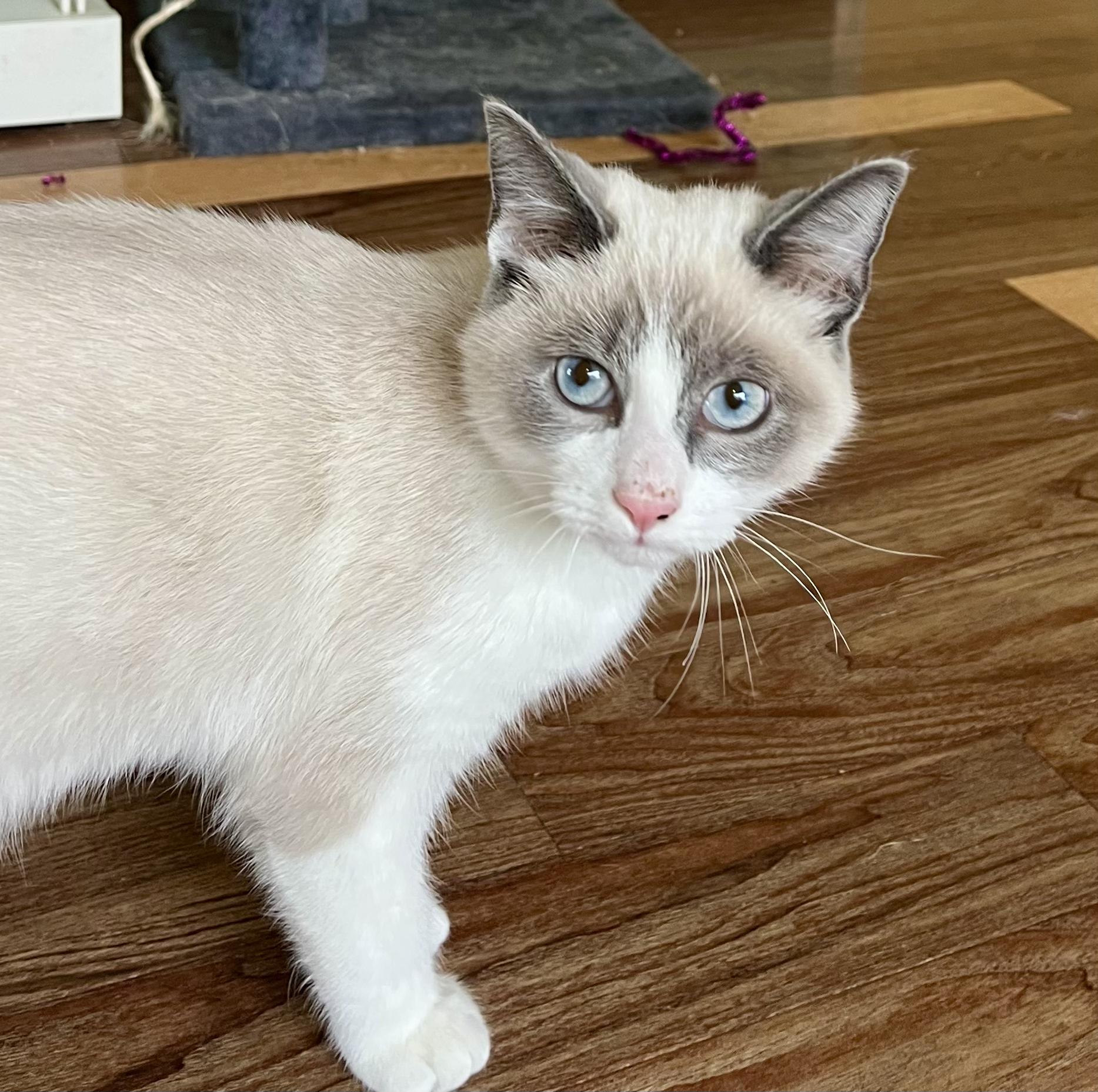 Enoki, Adoptable, Young Male Snowshoe.