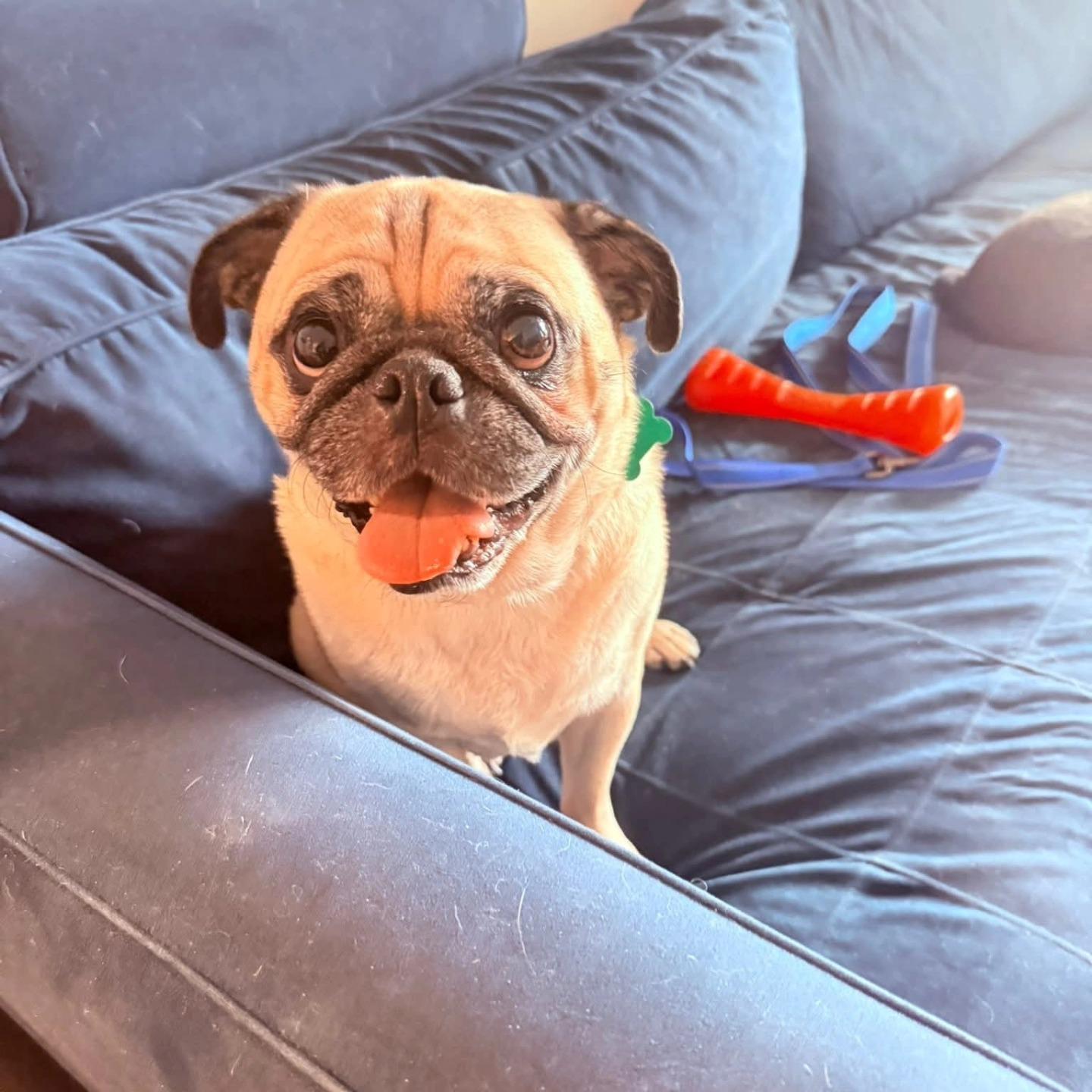 Charlie, adopted, Adult Male Pug.