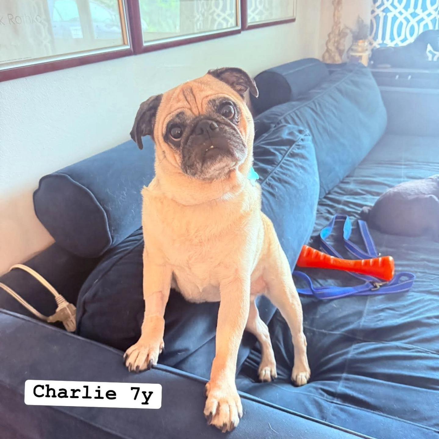 Enlarge Charlie, an adopted Pug in Miami, FL image 2/2