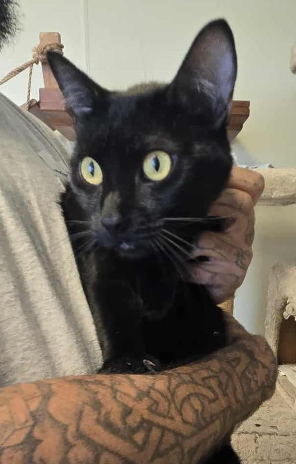 Kobe, an adoptable Domestic Short Hair in Larned, KS, 67550 | Photo Image 3