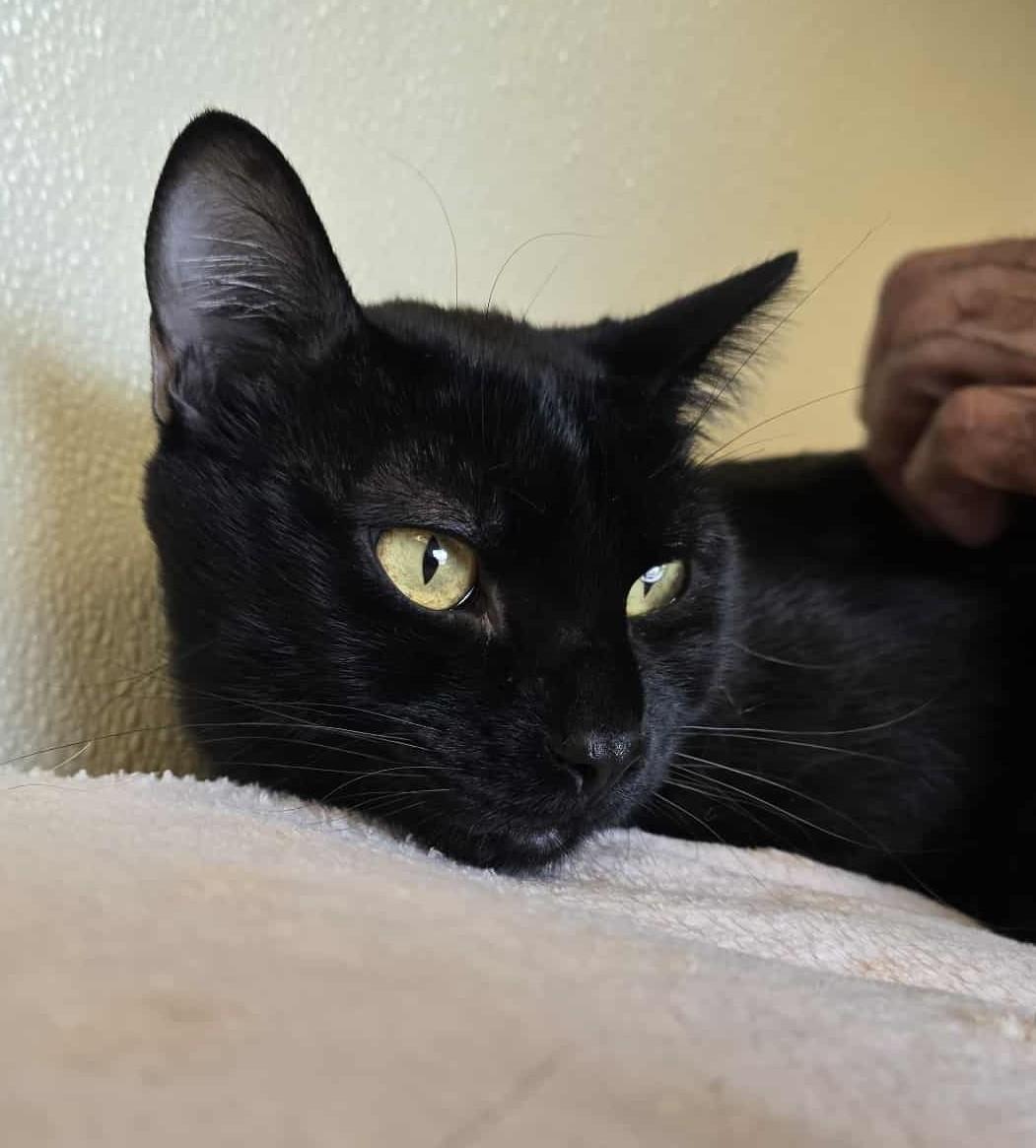 Kobe, a Adoptable Domestic Short Hair in Larned, KS image 2/6