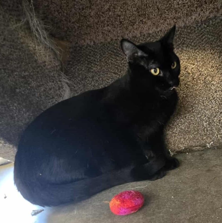 Kobe, a Adoptable Domestic Short Hair in Larned, KS image 3/6