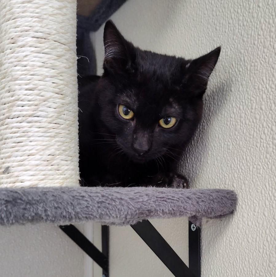 Kobe, a Adoptable Domestic Short Hair in Larned, KS image 4/6