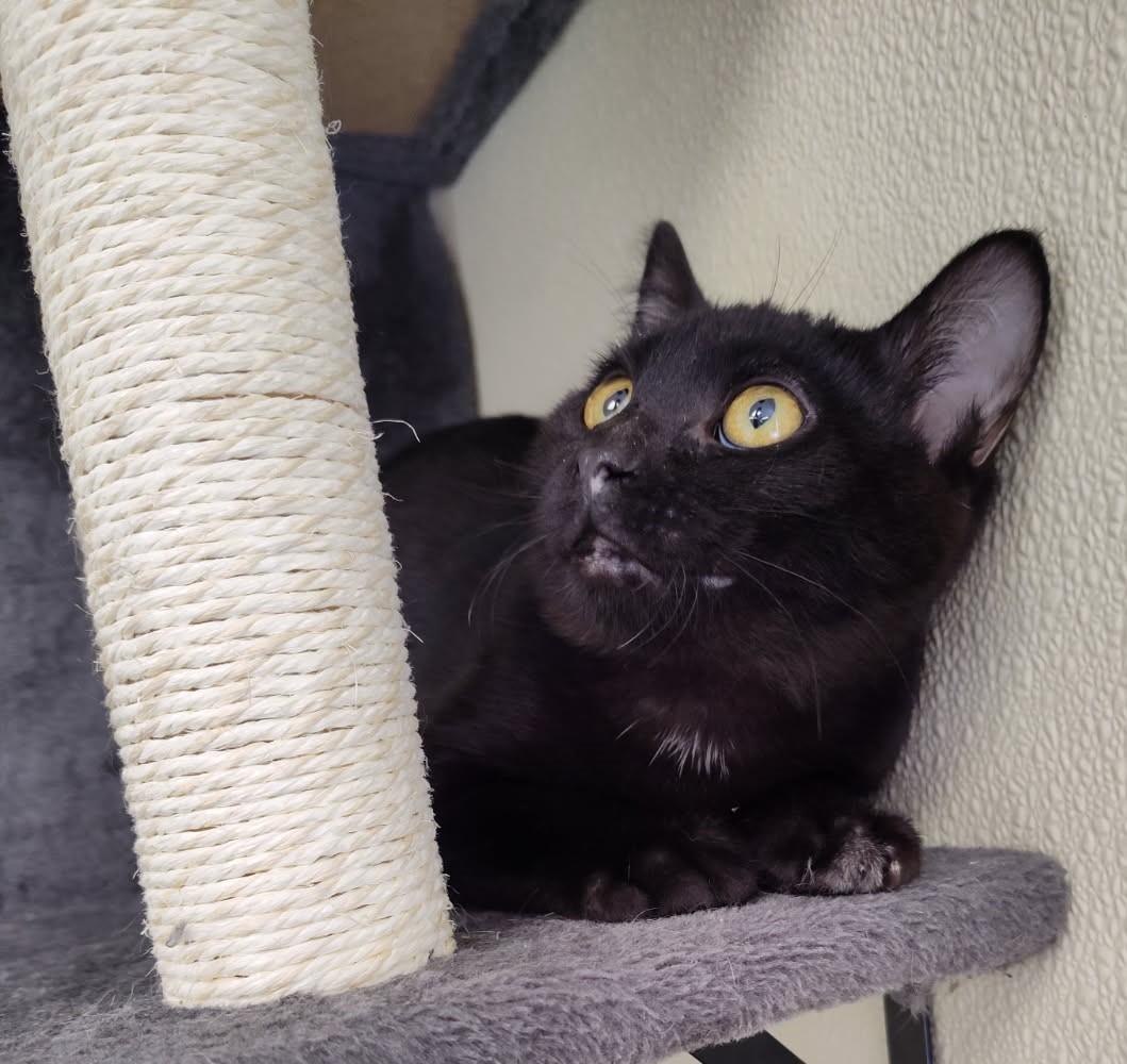 Kobe, Adoptable, Young Male Domestic Short Hair.