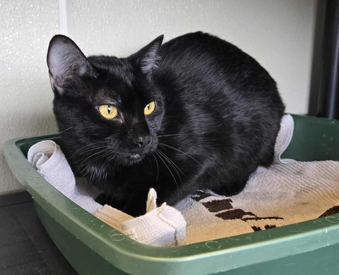 Kobe, a Adoptable Domestic Short Hair in Larned, KS image 6/6