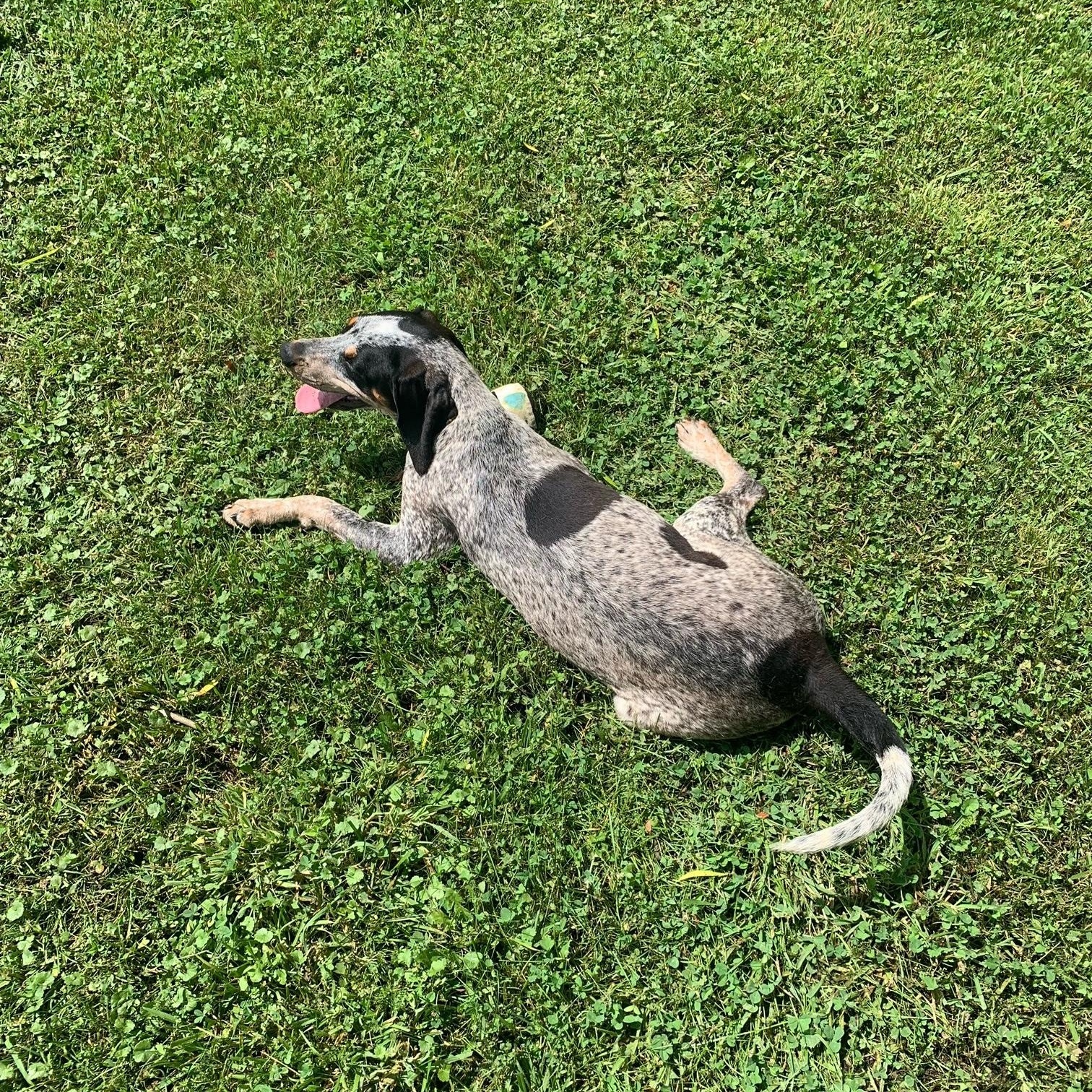 Enlarge Ember, a Adopted mixed breed in McArthur, OH image 1/3