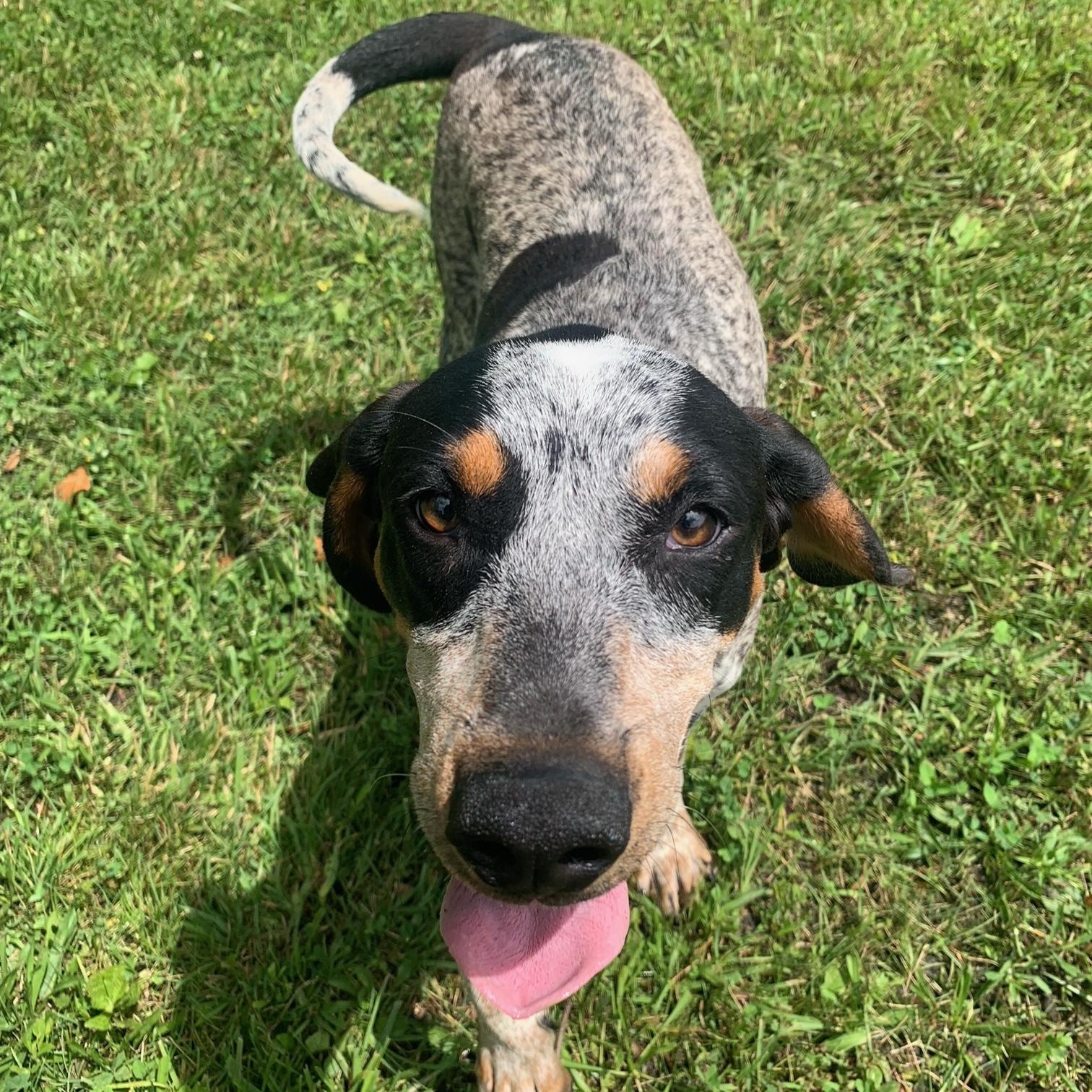 Enlarge Ember, a Adopted mixed breed in McArthur, OH image 2/3