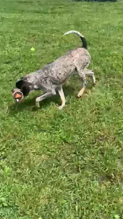 Enlarge Ember, a Adopted mixed breed in McArthur, OH video 3/3