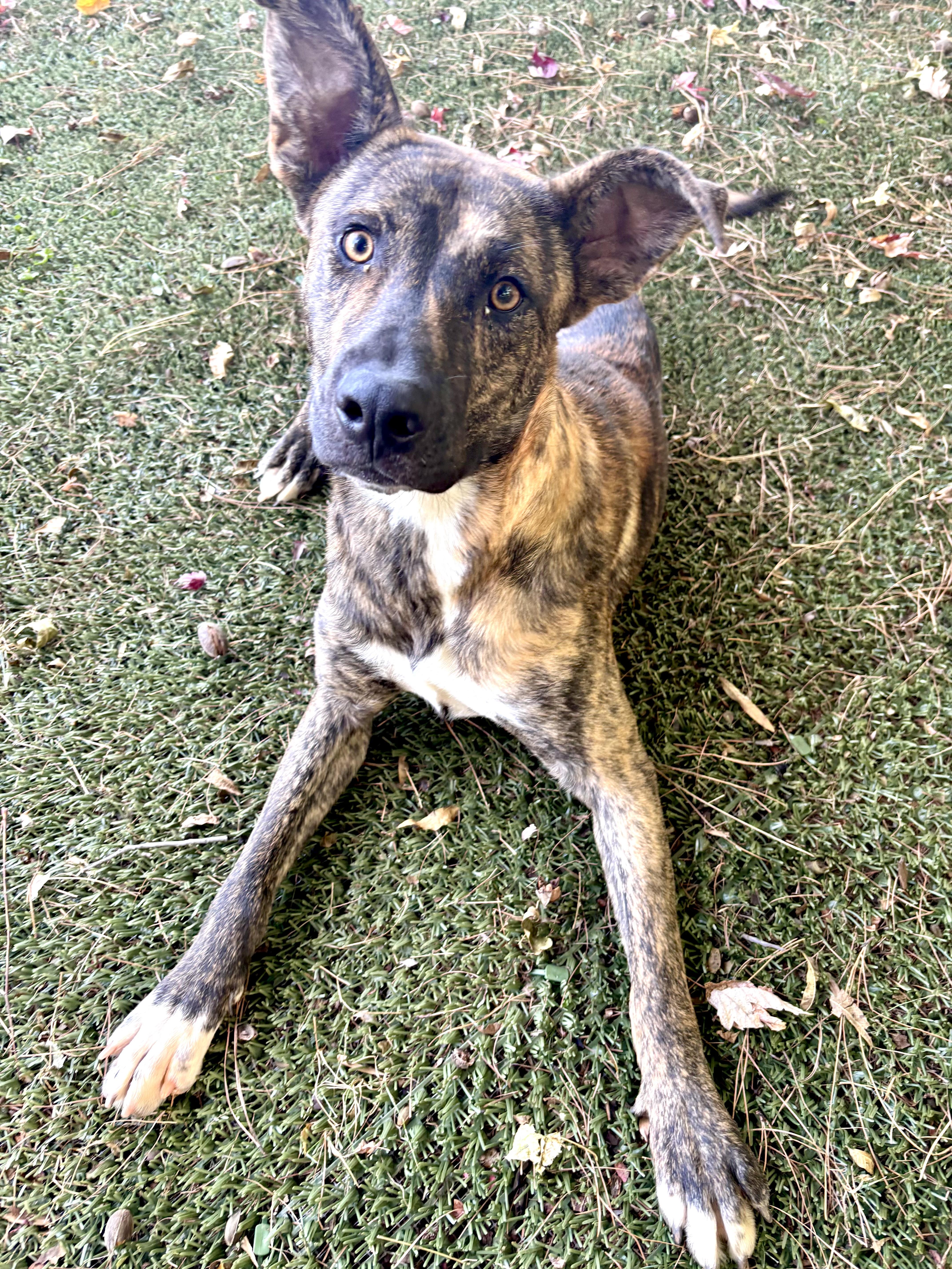 Enlarge River, a Adoptable mixed breed in Waxhaw, NC image 2/5