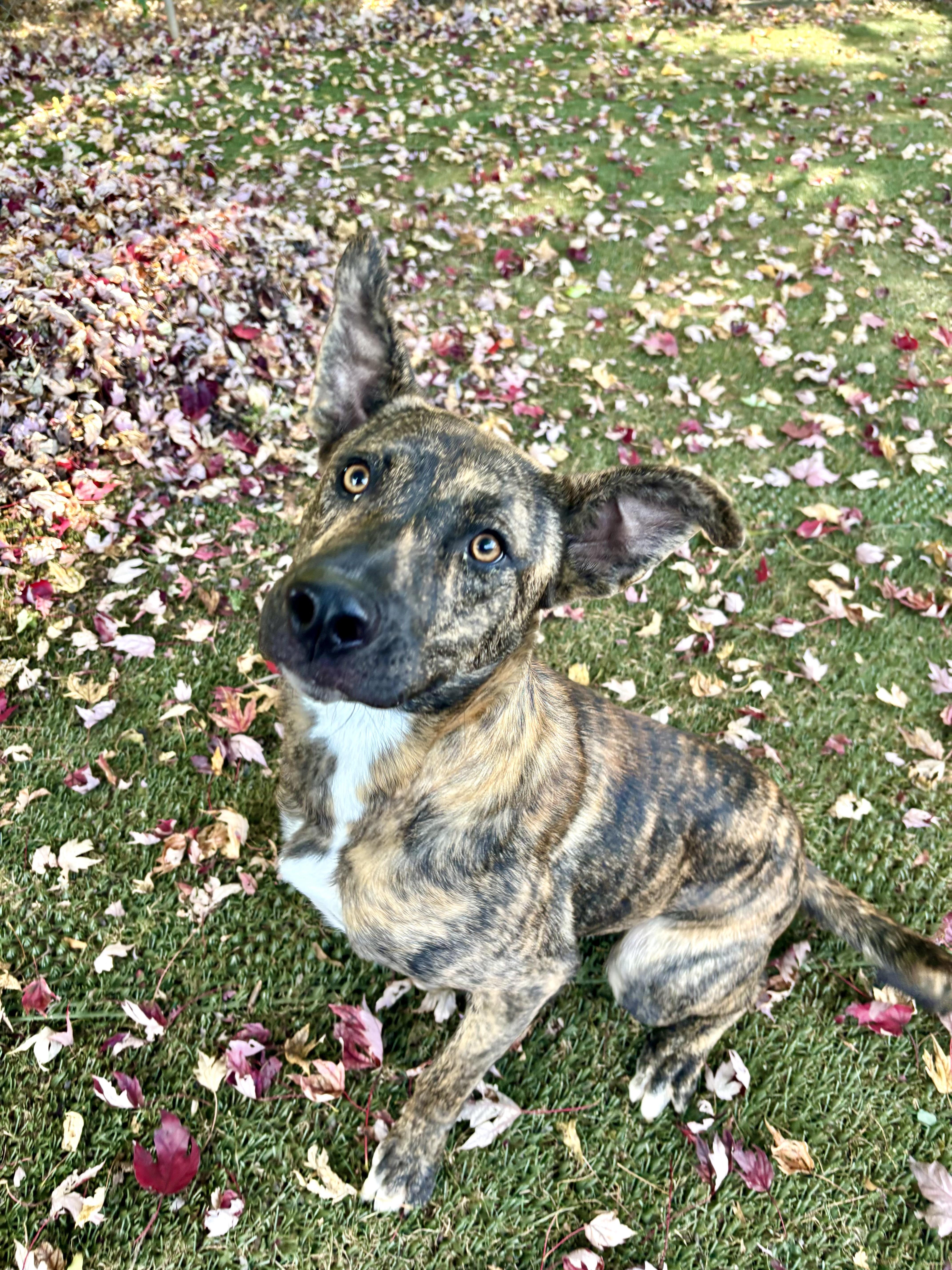 Enlarge River, a Adoptable mixed breed in Waxhaw, NC image 1/5