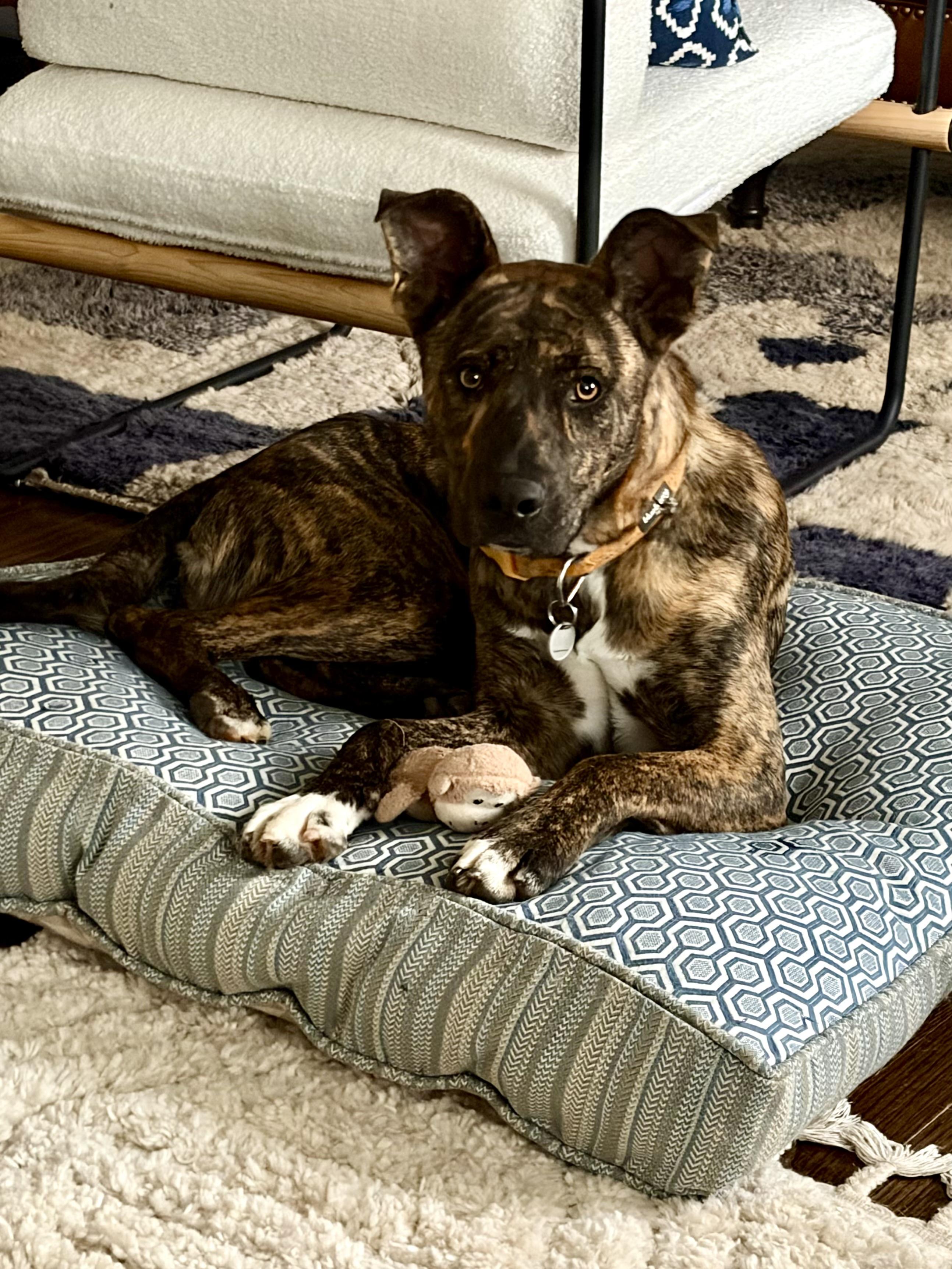 Enlarge River, a Adoptable mixed breed in Waxhaw, NC image 4/5