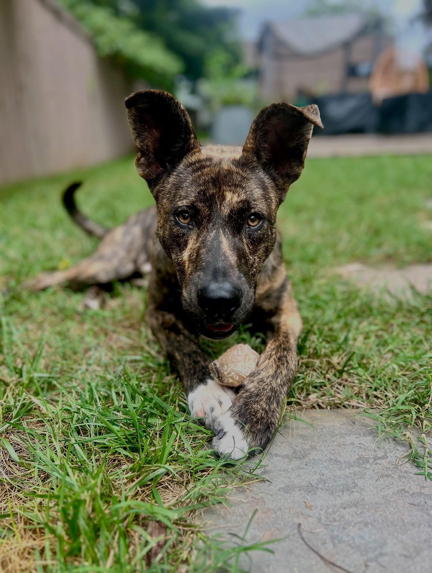 Enlarge River, a Adoptable mixed breed in Waxhaw, NC image 2/5
