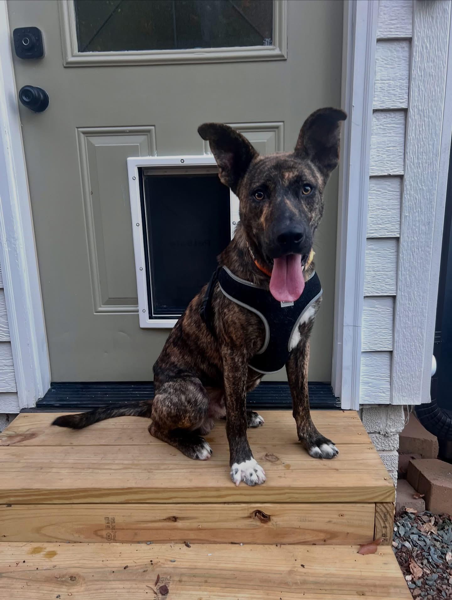 Enlarge River, a Adoptable mixed breed in Waxhaw, NC image 4/5