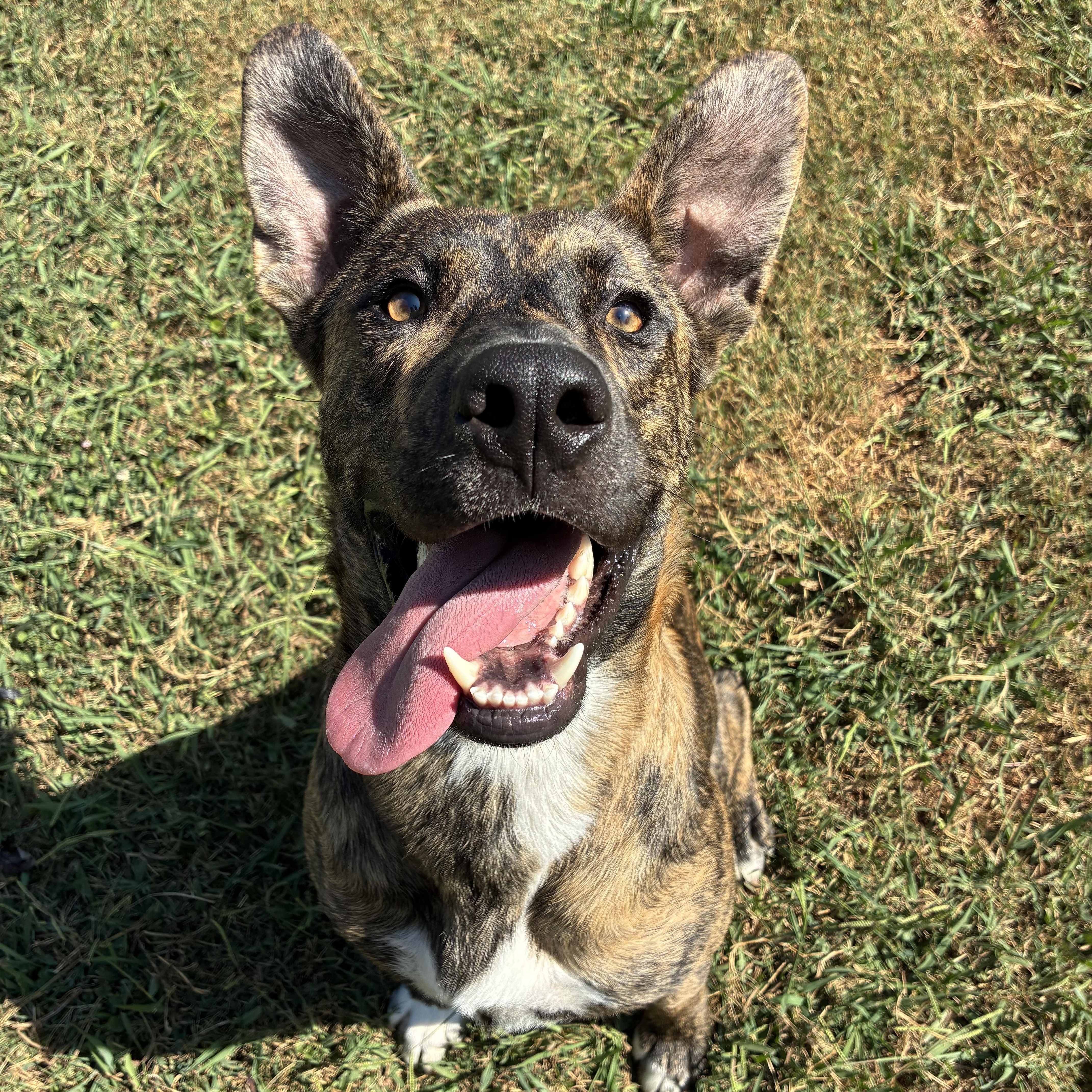 Enlarge River, a Adoptable mixed breed in Waxhaw, NC image 3/5