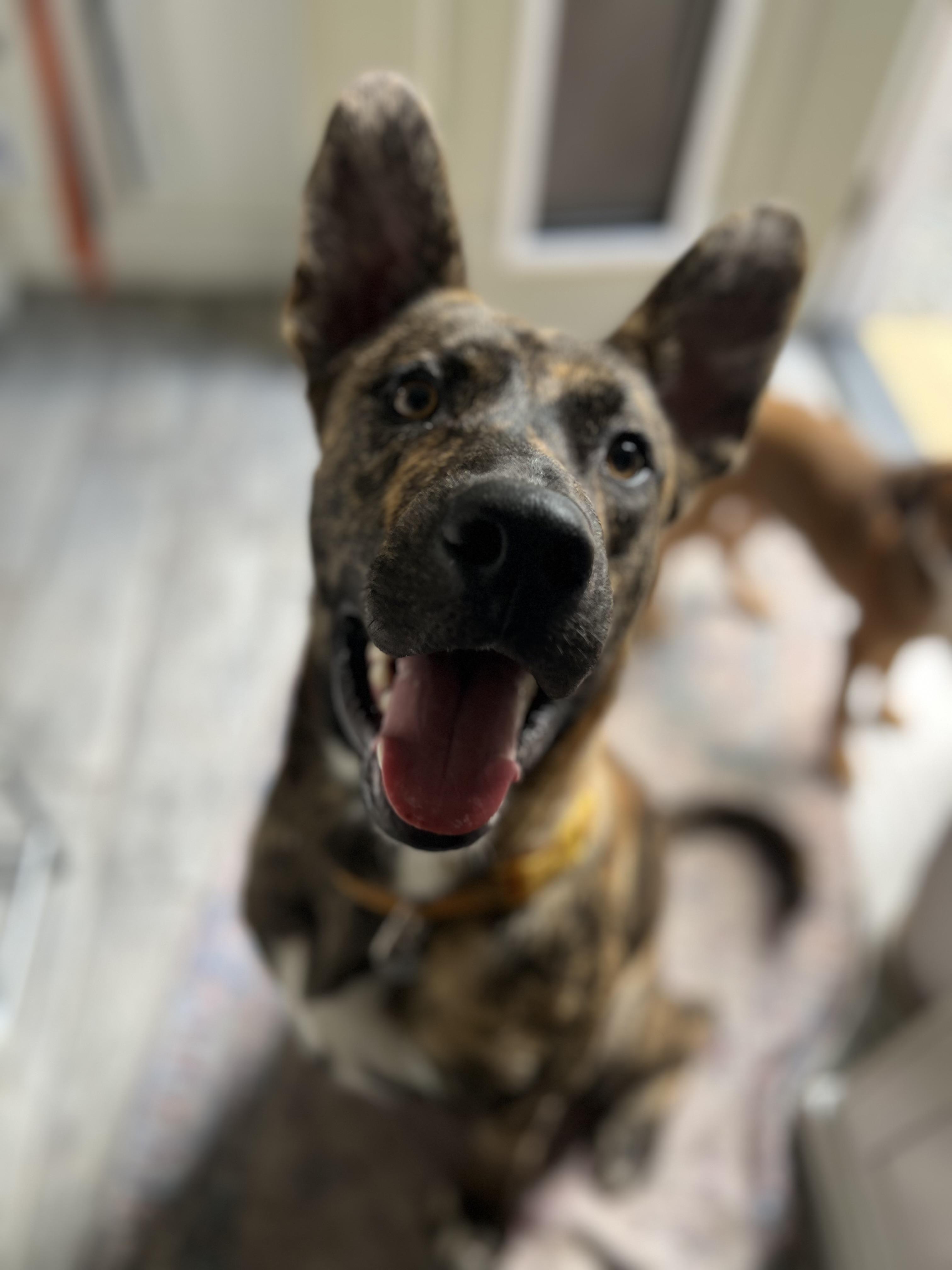 Enlarge River, a Adoptable mixed breed in Waxhaw, NC image 1/5