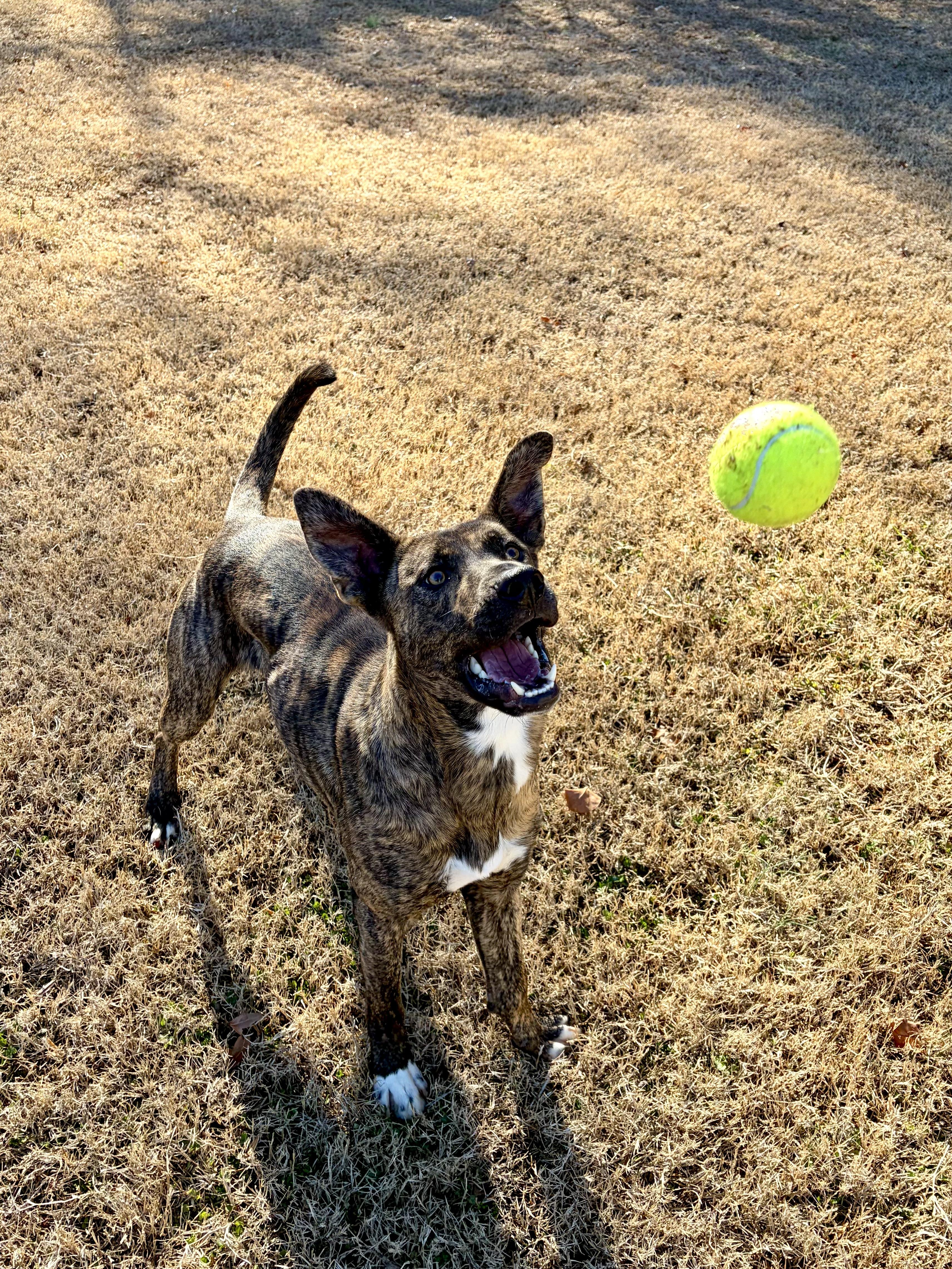 Enlarge River, a Adoptable mixed breed in Waxhaw, NC image 3/5