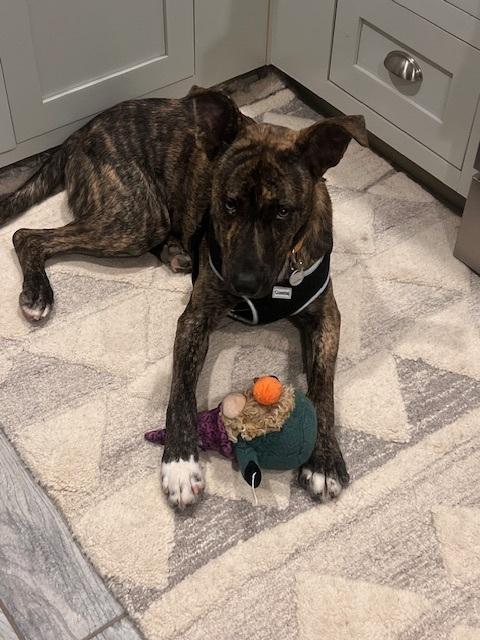 Enlarge River, a Adoptable mixed breed in Waxhaw, NC image 5/5