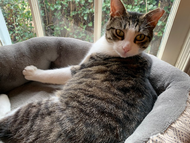 Bello, Adoptable, Adult Male Domestic Short Hair.