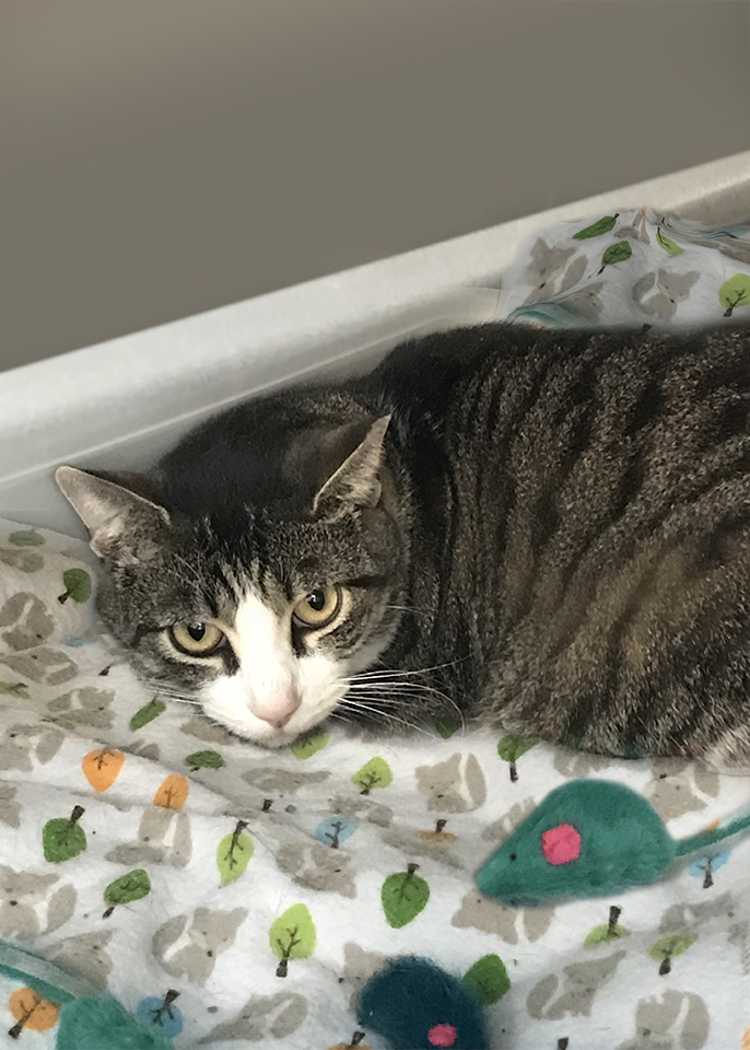 Bello, a Adoptable Domestic Short Hair in Smithfield, VA image 2/9