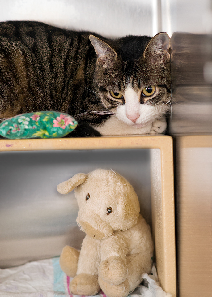 Bello, a Adoptable Domestic Short Hair in Smithfield, VA image 3/9