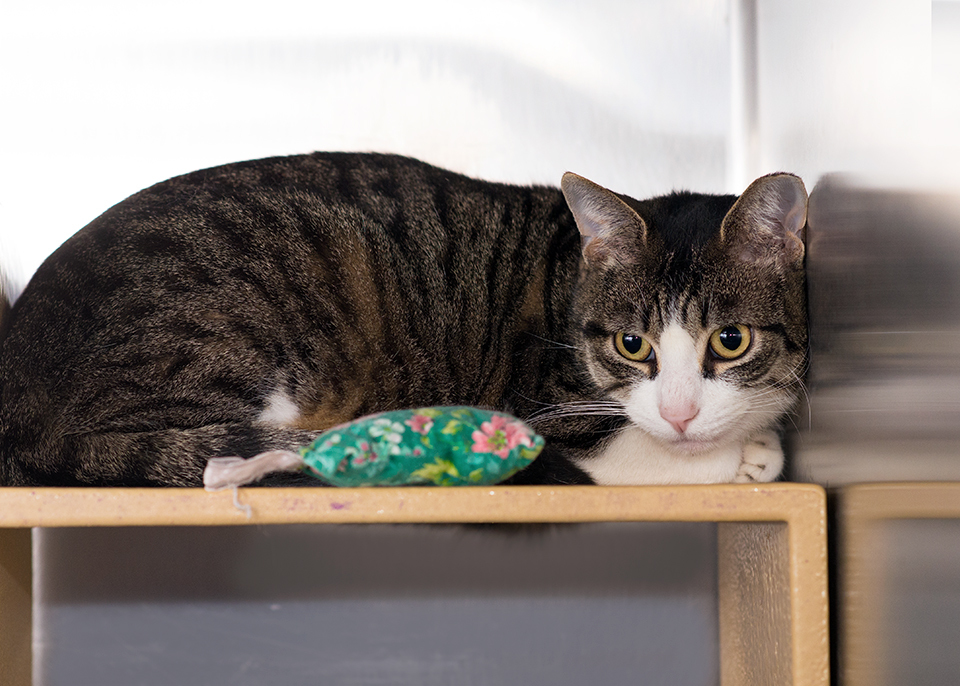 Bello, Adoptable, Adult Male Domestic Short Hair.