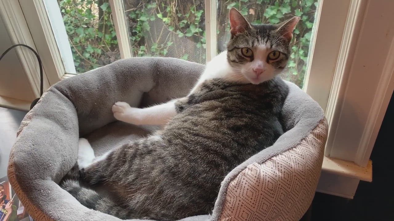 Enlarge Bello, a Adoptable Domestic Short Hair in Smithfield, VA video 9/9