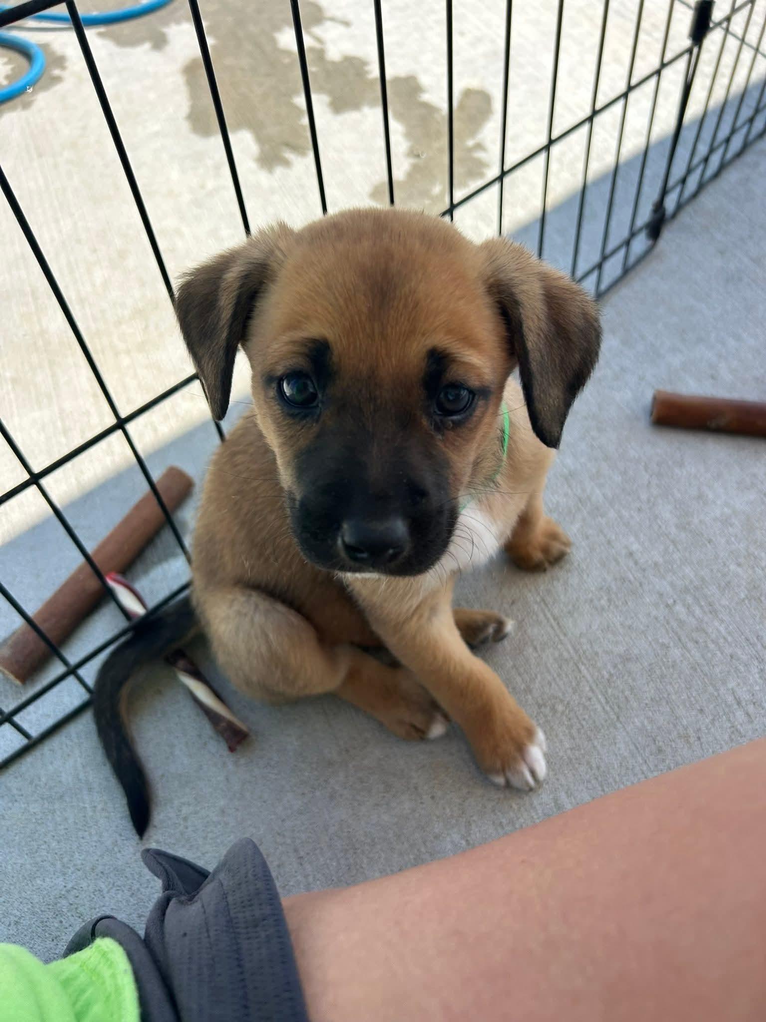 Light Green Pup 5, Adoptable, Puppy Male Boxer & Black Mouth Cur.