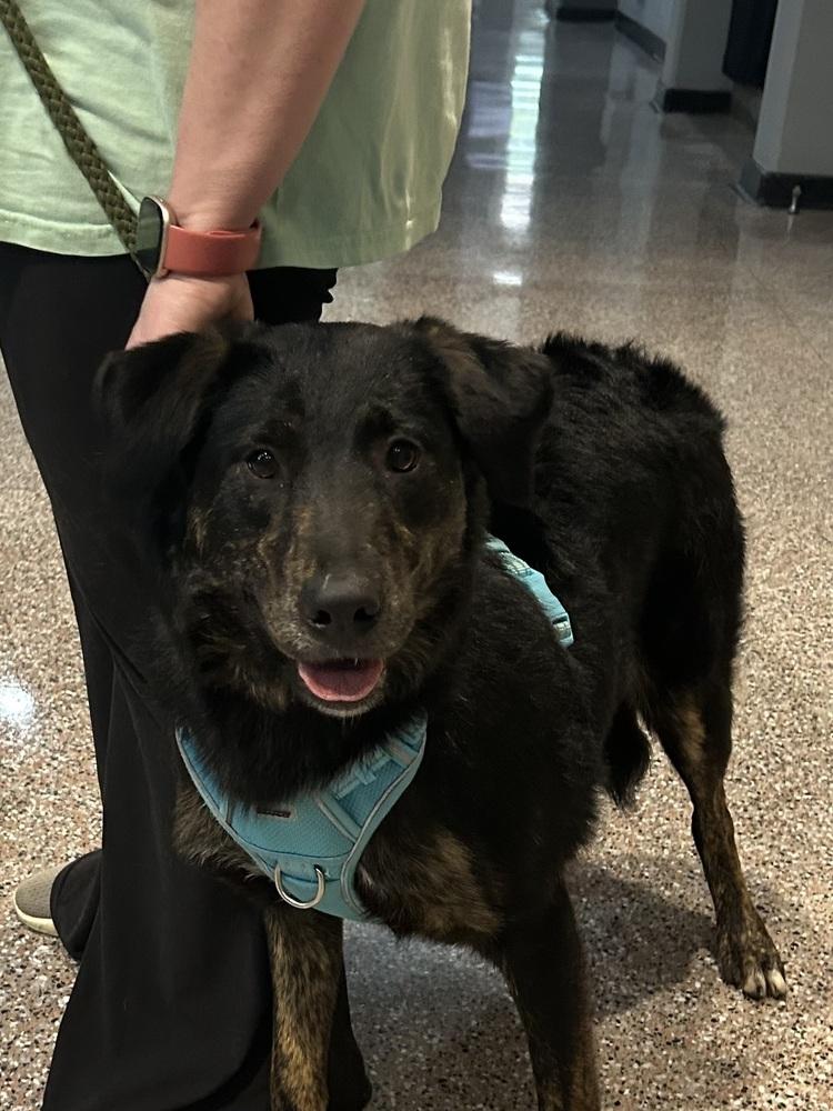 Lillyann - L litter of 4, Adoptable, Young Female Labrador Retriever.