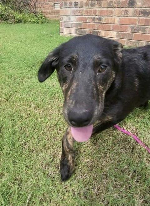 Enlarge Lillyann - L litter of 4, a Adoptable mixed breed in Lancaster, PA image 3/6