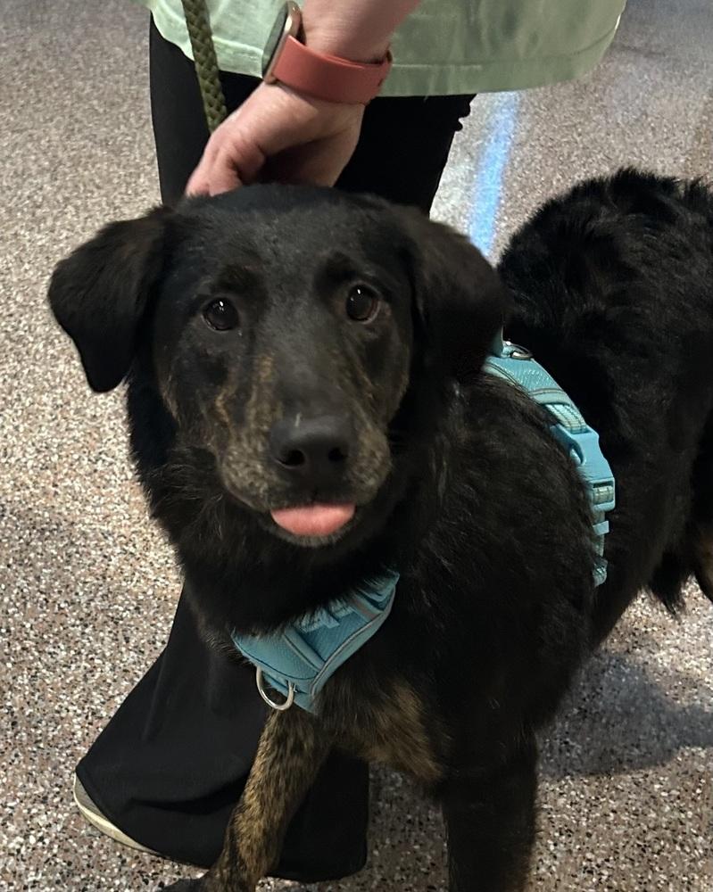 Enlarge Lillyann - L litter of 4, a Adoptable mixed breed in Lancaster, PA image 4/6