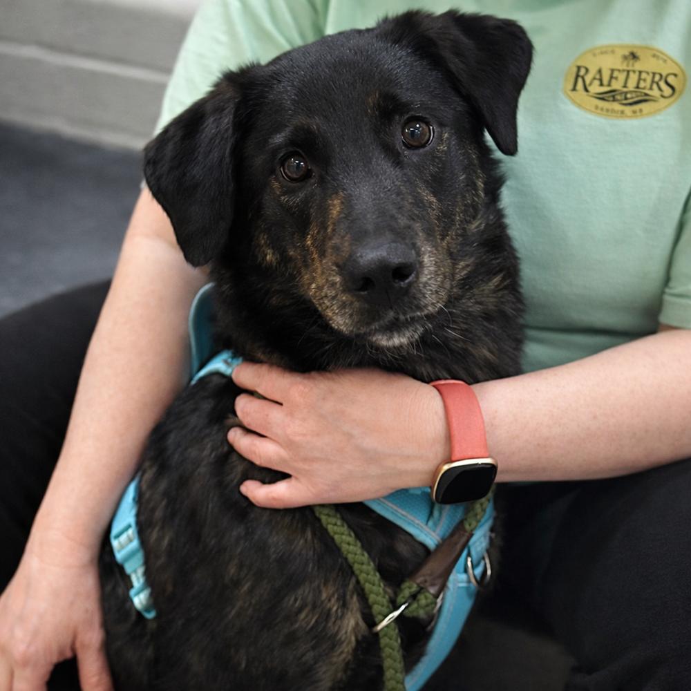 Enlarge Lillyann - L litter of 4, a Adoptable mixed breed in Lancaster, PA image 2/6