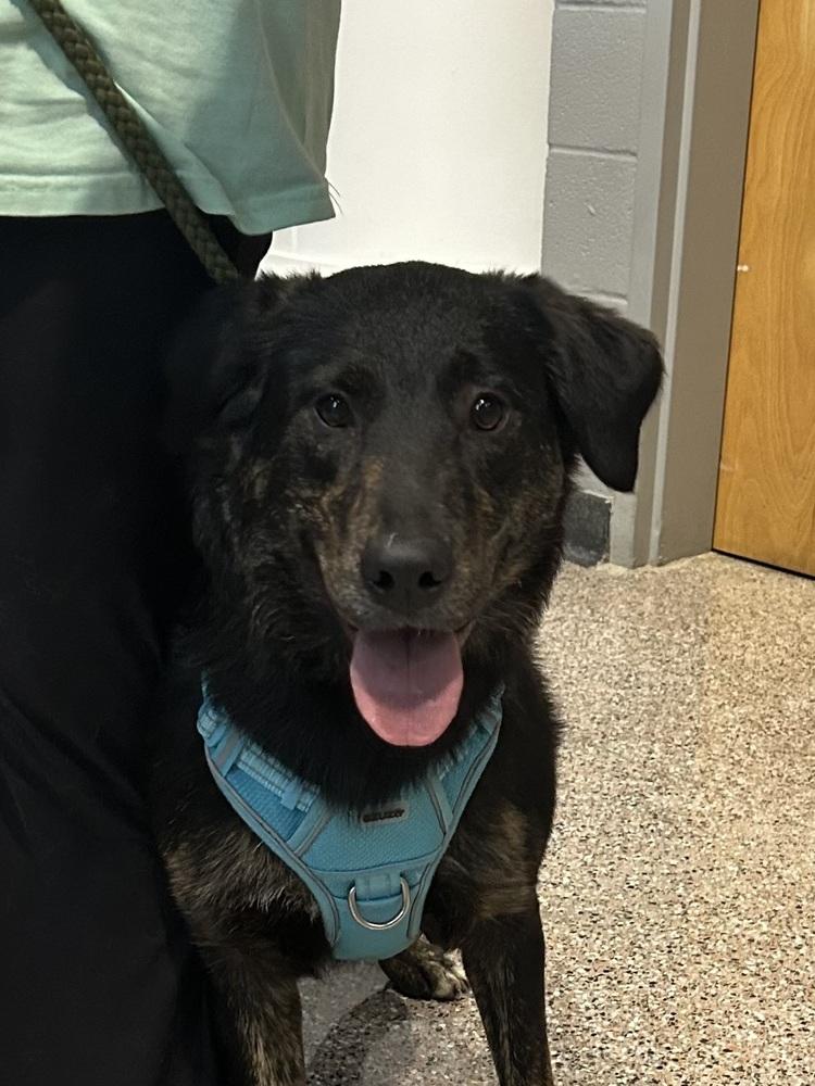 Enlarge Lillyann - L litter of 4, a Adoptable mixed breed in Lancaster, PA image 5/6