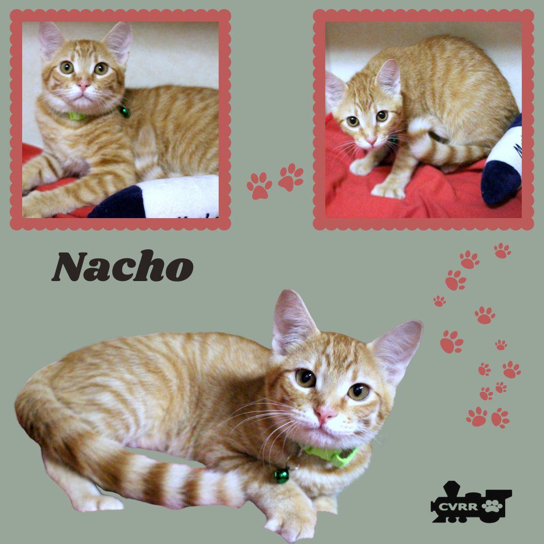 Enlarge Nacho (Kitten), a Adopted Tabby in LINDSAY, CA image 1/1