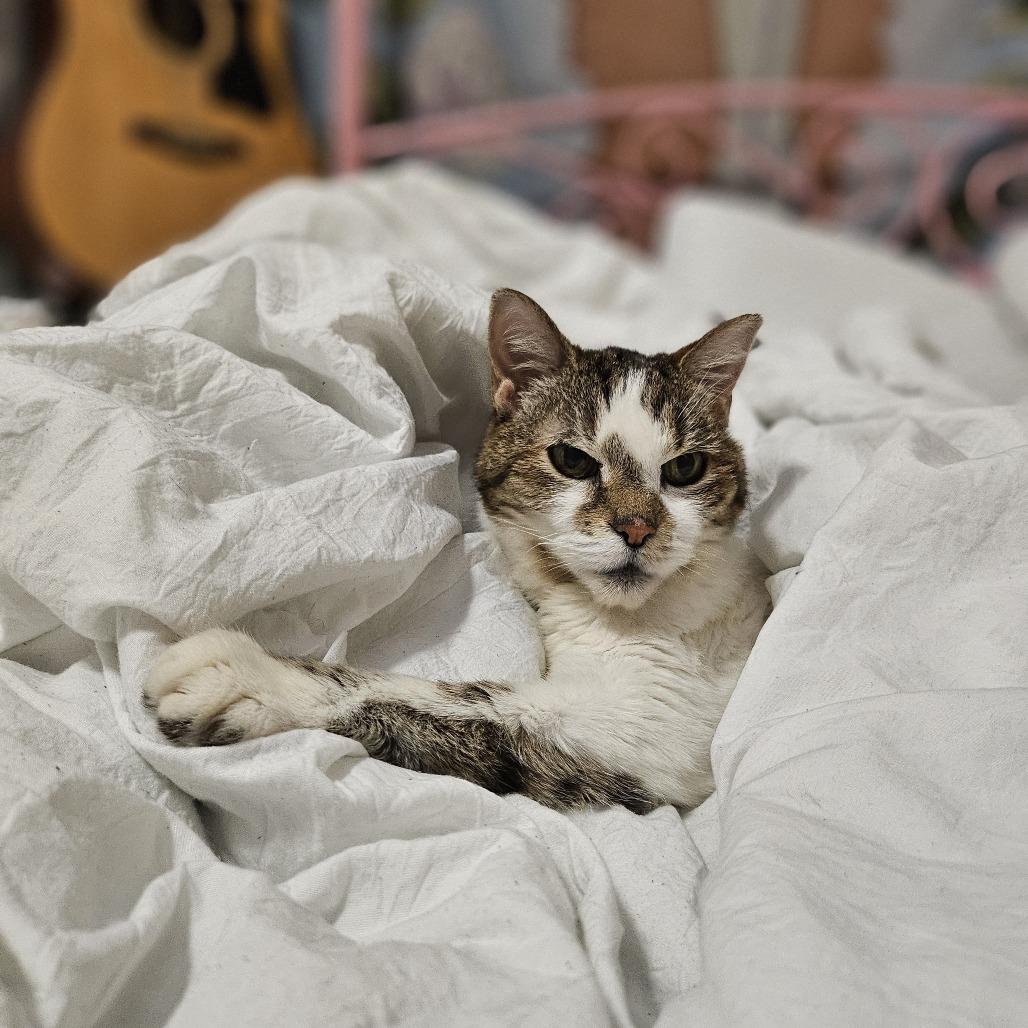 Enlarge Angelique FKA Louise E. Anna, a Adoptable Domestic Short Hair in New Orleans, LA image 1/1
