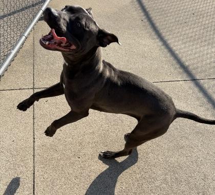 Thumbelina, Adoptable, Young Female Pit Bull Terrier & Mixed Breed.