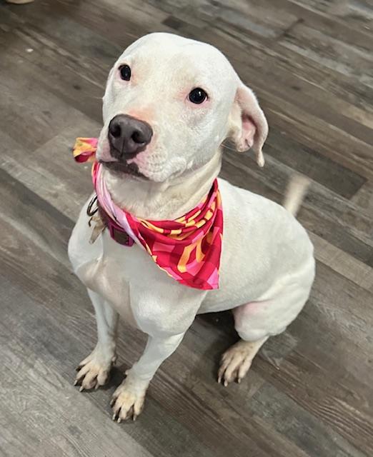 Sugar Plum — thumbnail 2