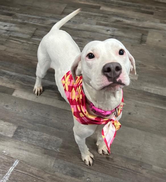 Sugar Plum — thumbnail 3