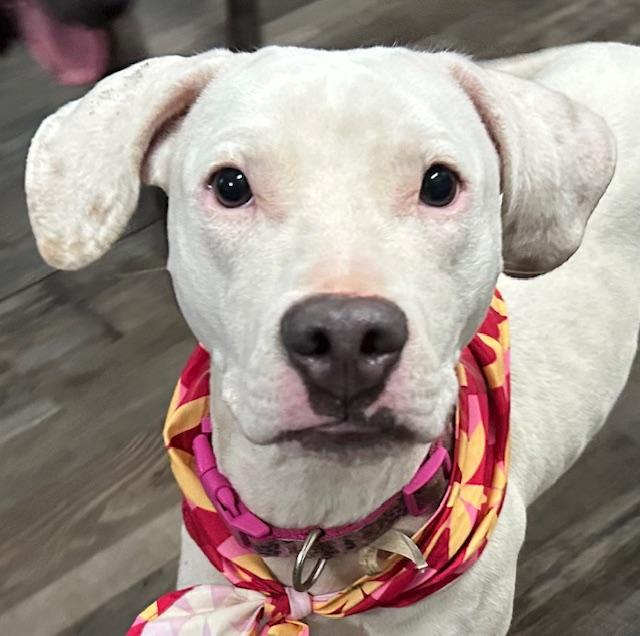 Sugar Plum — thumbnail 4