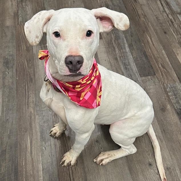 Sugar Plum — thumbnail 5