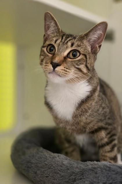 Enlarge Jelly, an adoptable mixed breed in New York, NY image 4/6