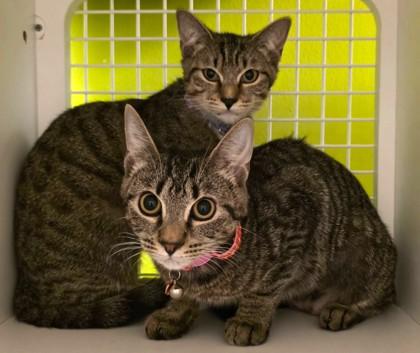 Enlarge Jelly, an adoptable mixed breed in New York, NY image 1/6