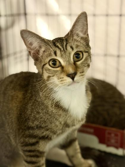 Enlarge Jelly, an adoptable mixed breed in New York, NY image 5/6