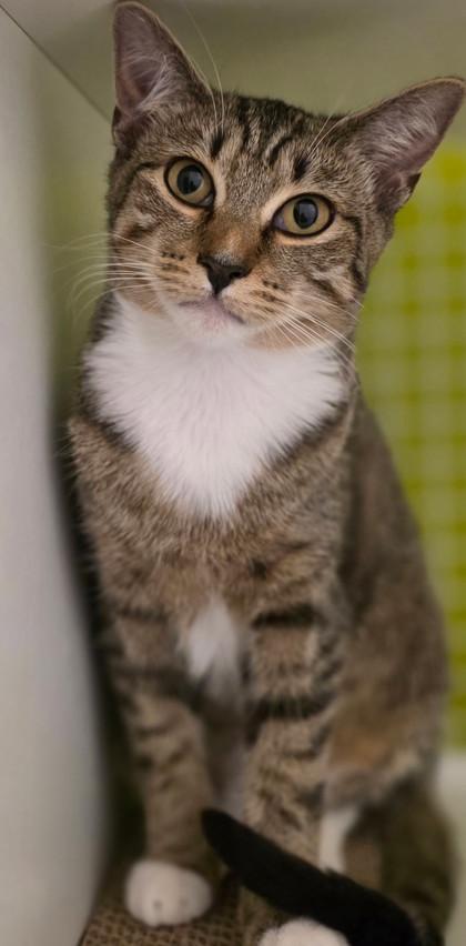 Enlarge Jelly, an adoptable mixed breed in New York, NY image 3/6