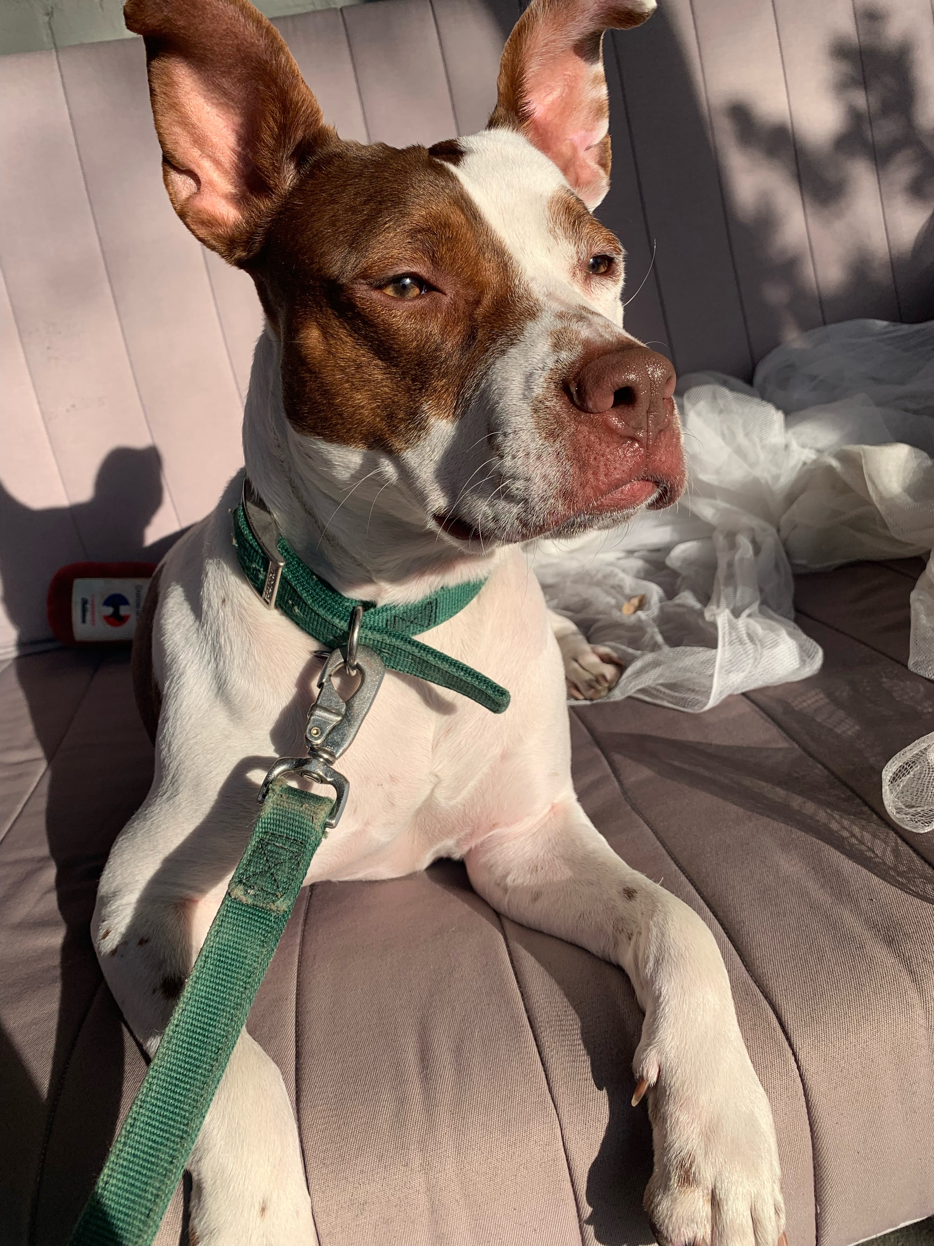 Coco, a Adoptable mixed breed in Chesapeake Beach, MD image 1/6