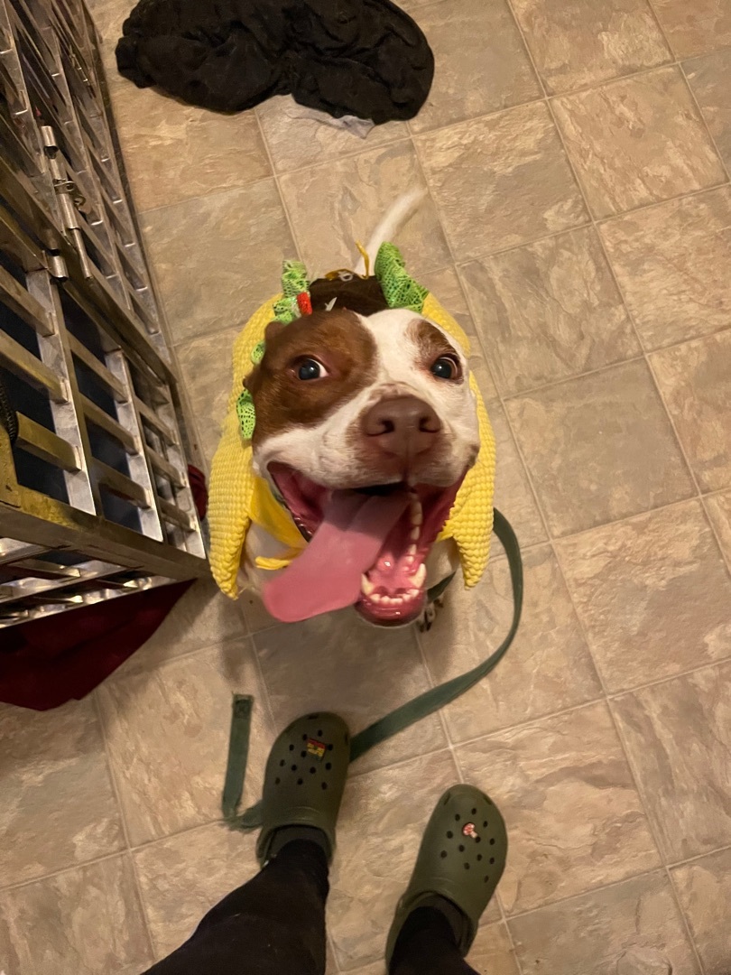 Coco, a Adoptable mixed breed in Chesapeake Beach, MD image 3/6