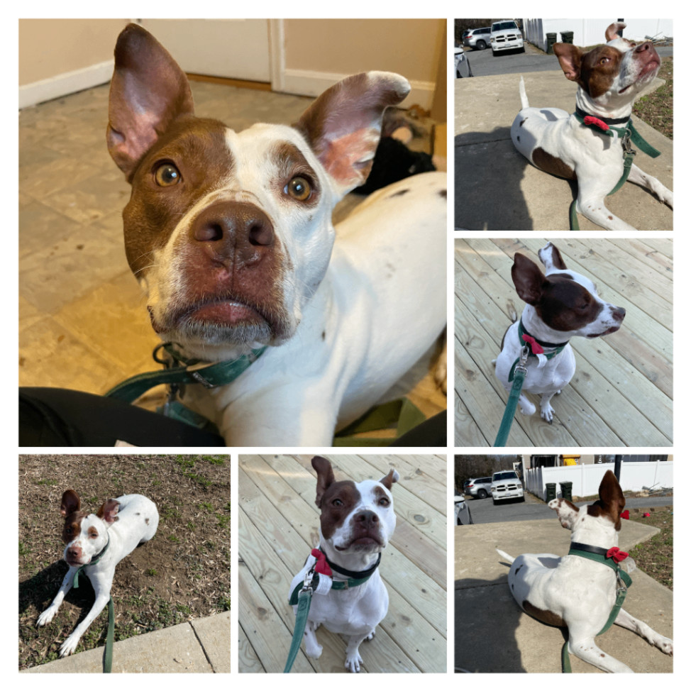 Coco, a Adoptable mixed breed in Chesapeake Beach, MD image 4/6