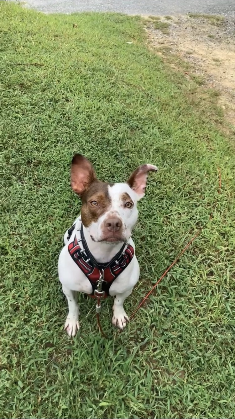 Coco, a Adoptable mixed breed in Chesapeake Beach, MD image 5/6