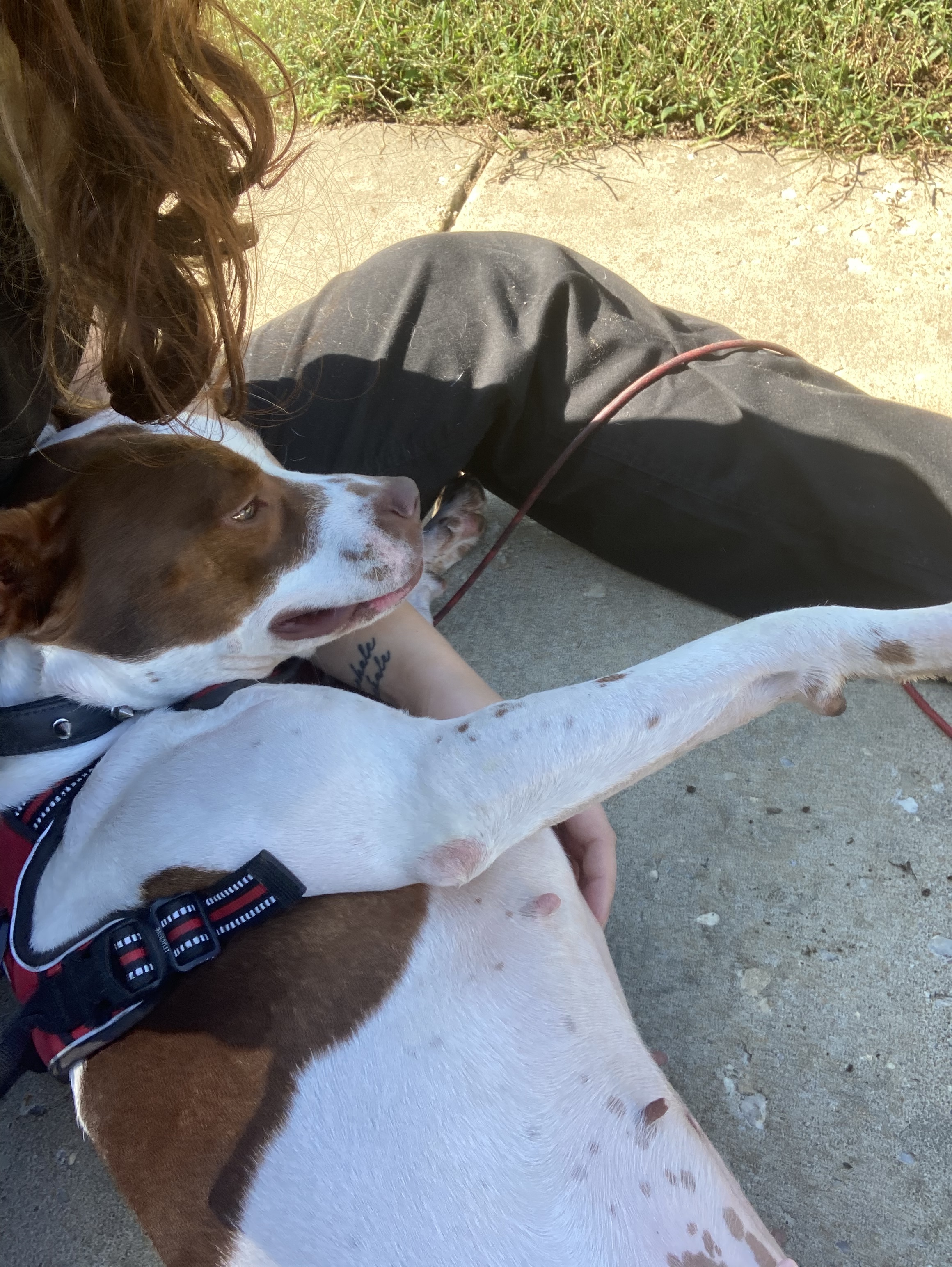 Coco, a Adoptable mixed breed in Chesapeake Beach, MD image 6/6