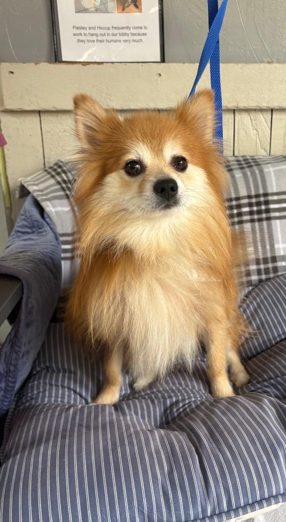 Winky, Adoptable, Adult Male Pomeranian.